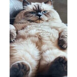Himalayan Fat Cat Square Cotton Blend Pillow Cover 17x17 Inch Cat Pillow Case